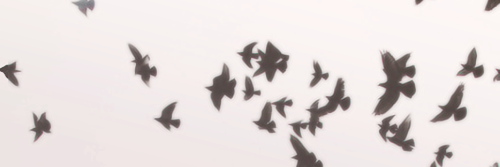 Shatha Abulohom banner