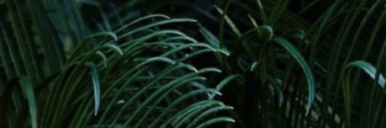 SimplyyLee's profile banner image