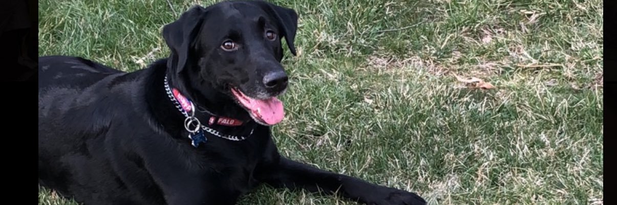 Larry Lovestein banner