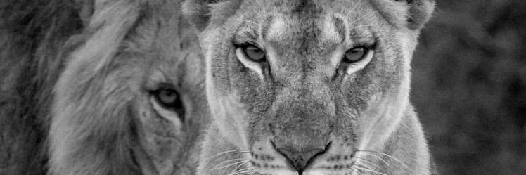mavelopezz's profile banner image