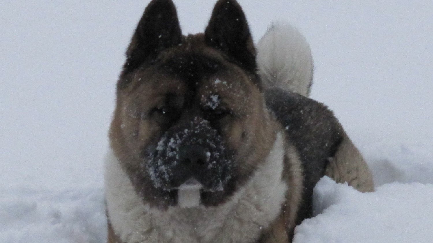 Akita World🥋 banner