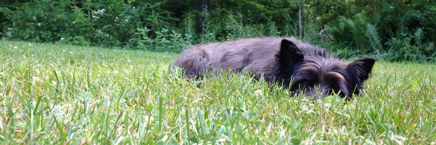 its time for the perculator banner