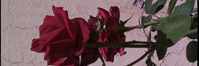 Daaaliaaaa's profile banner image