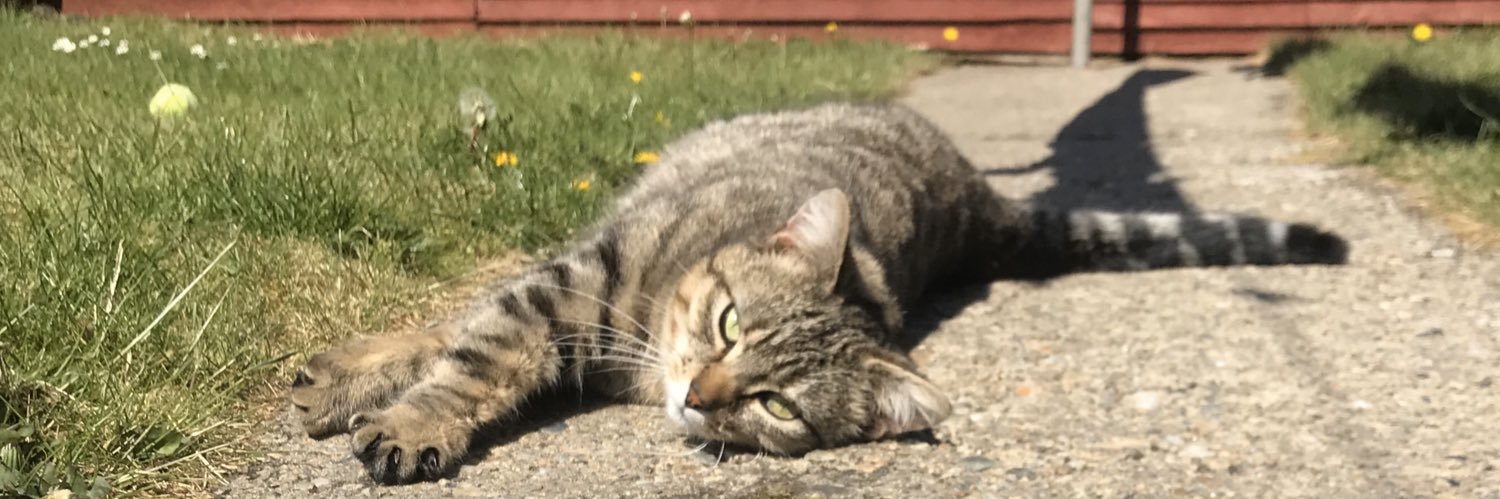 kittybradley4's profile banner image