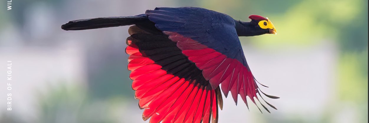 Awale.I.Shirwa. banner