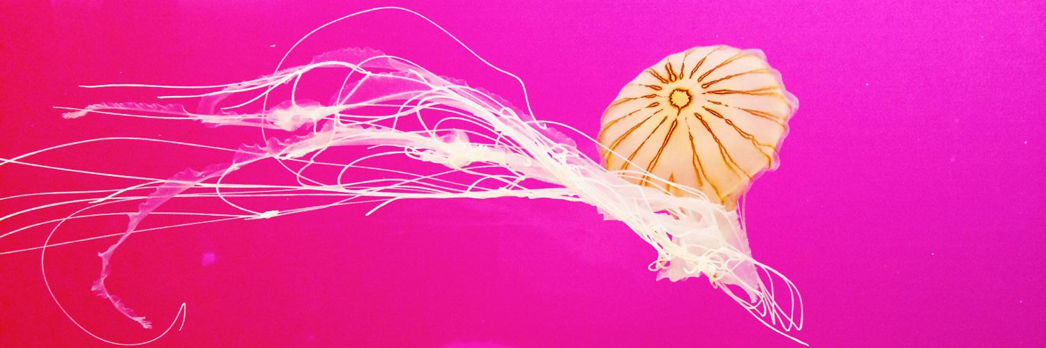 TrinityLiu414's profile banner image