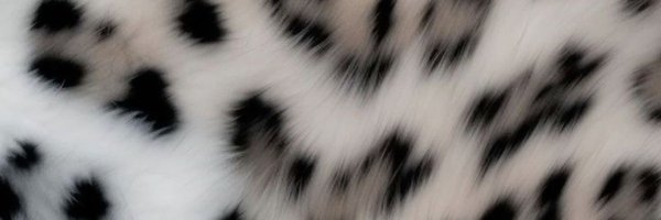 yungkalez Profile Banner