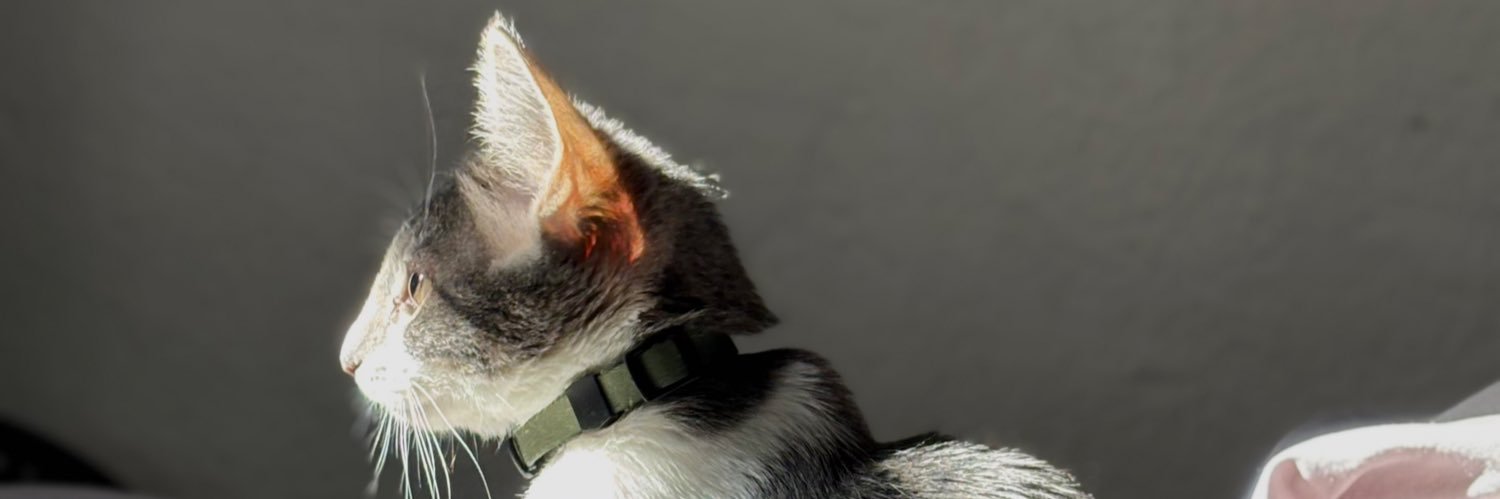 YuriSimon_'s profile banner image