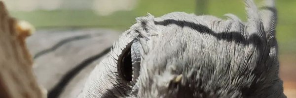 rapressor Profile Banner