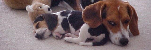 Mindy Lindquist banner