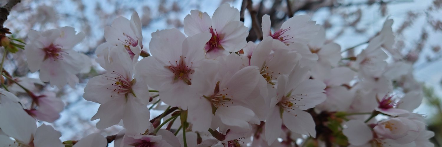 fuyucha3's profile banner image