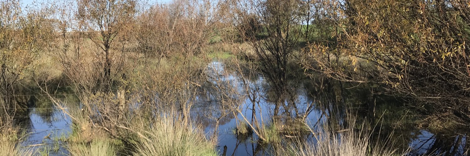 Deanna Hutchinson banner