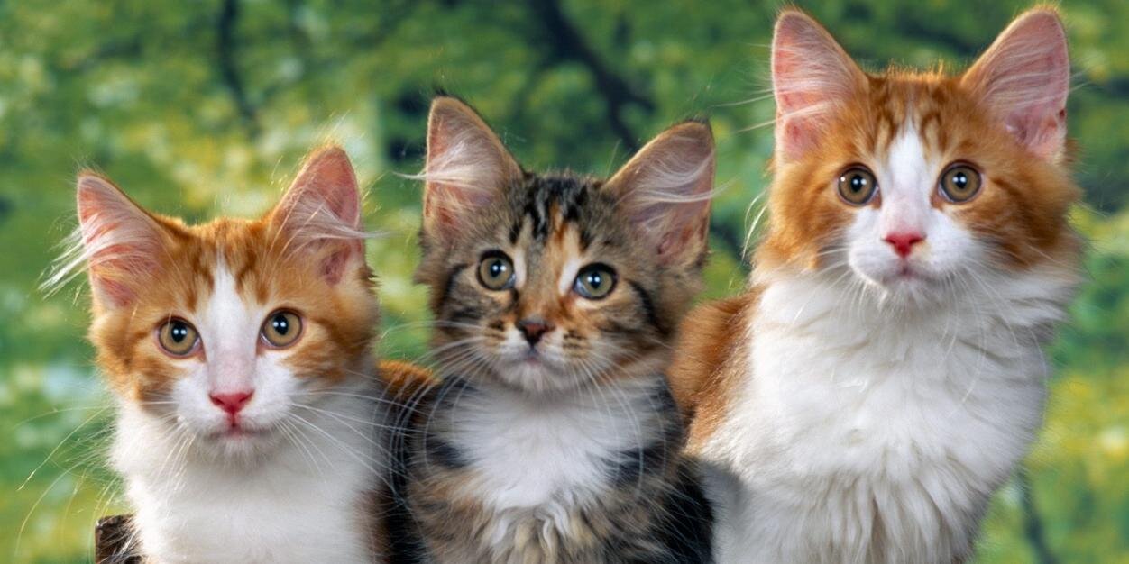 SahabatKucing's profile banner image