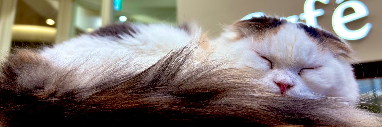 rin_rin_0203's profile banner image