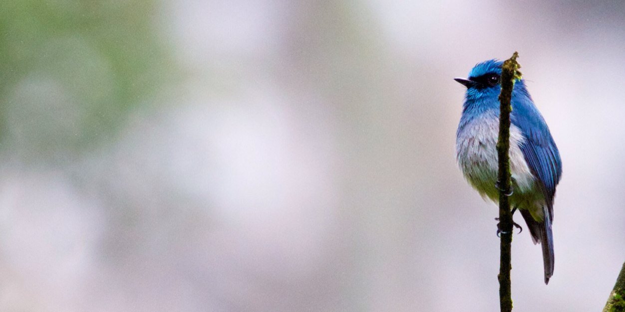 TrumpetBirder's profile banner image