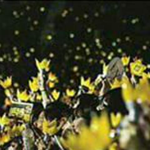 Merryjoei's profile banner image