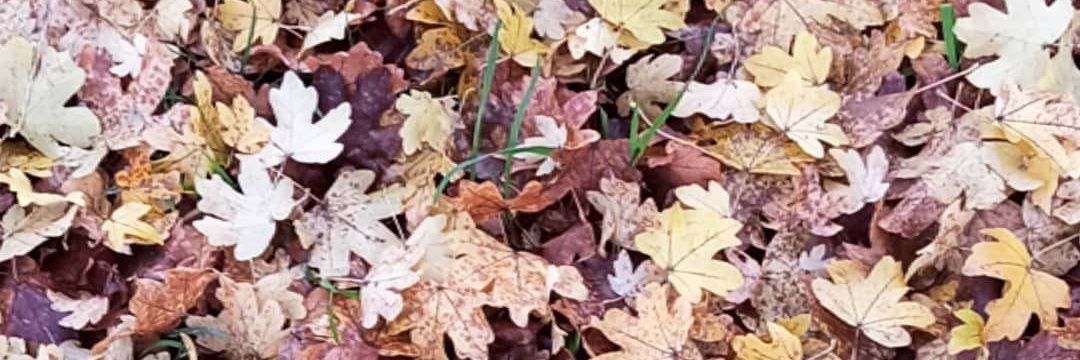 Fabiana Iglesias banner