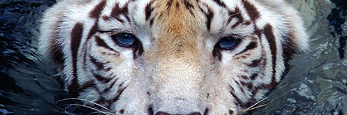 gargarshmurf's profile banner image