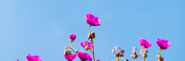 TinyDeerStudio Profile Banner