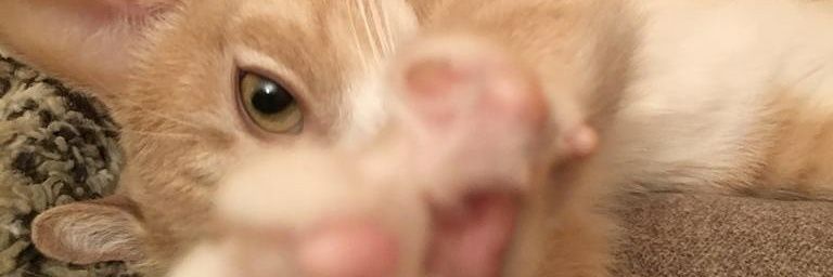 AndoniLucas's profile banner image