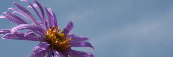 lenigeliefde Profile Banner