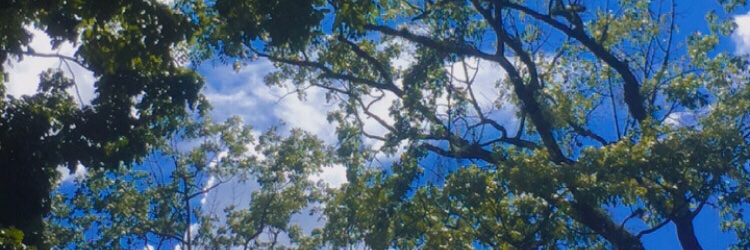 Nenew44's profile banner image