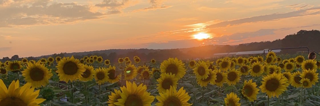 LizzieSvede's profile banner image