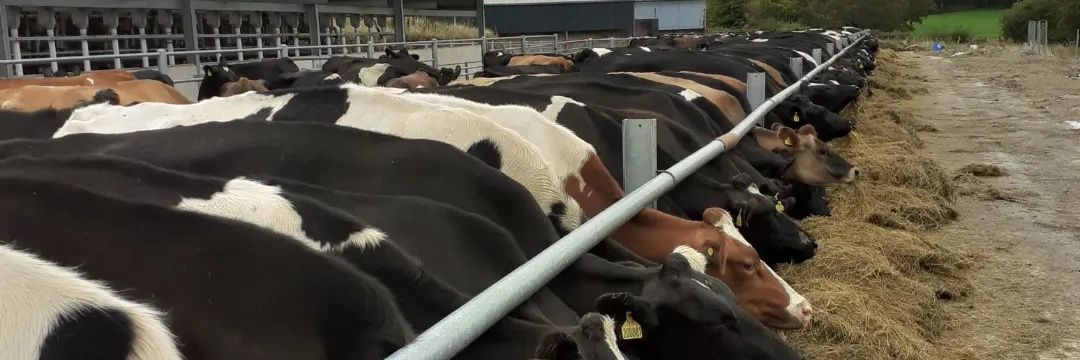 Geraint Llewelyn Griffiths banner