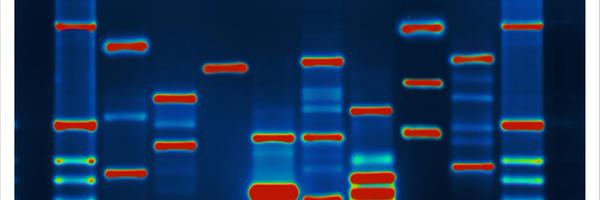 lamb Profile Banner
