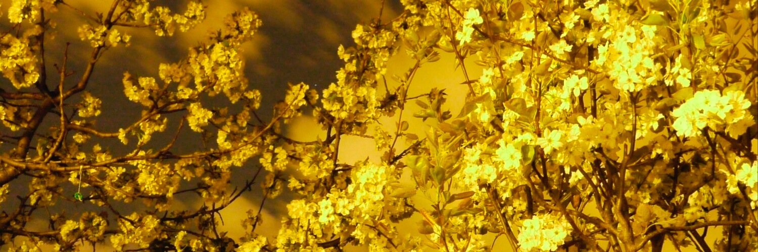 Xavier_VAV's profile banner image