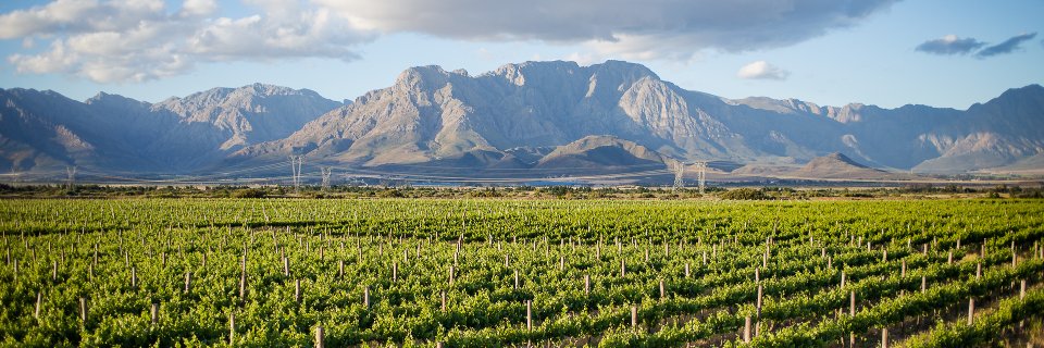 Merwida Winery banner