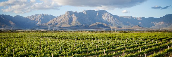 MerwidaWines Profile Banner