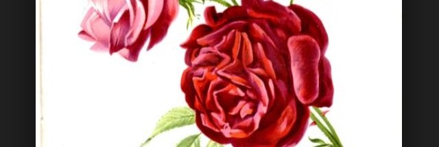 ESTOPHANIA's profile banner image