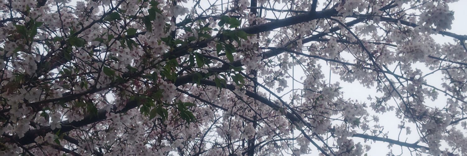 yuki_rast's profile banner image