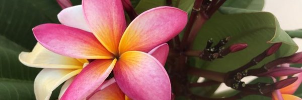 Jayne__Bond Profile Banner