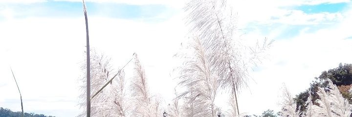 stella_amora's profile banner image