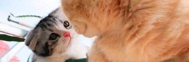 Xcxmelow's profile banner image