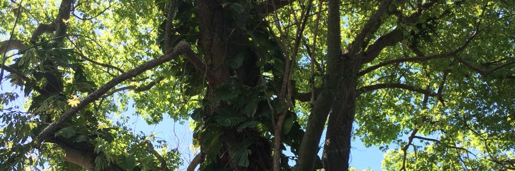SonOfGuy's profile banner image