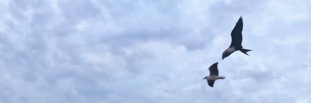 jamilethacebo's profile banner image