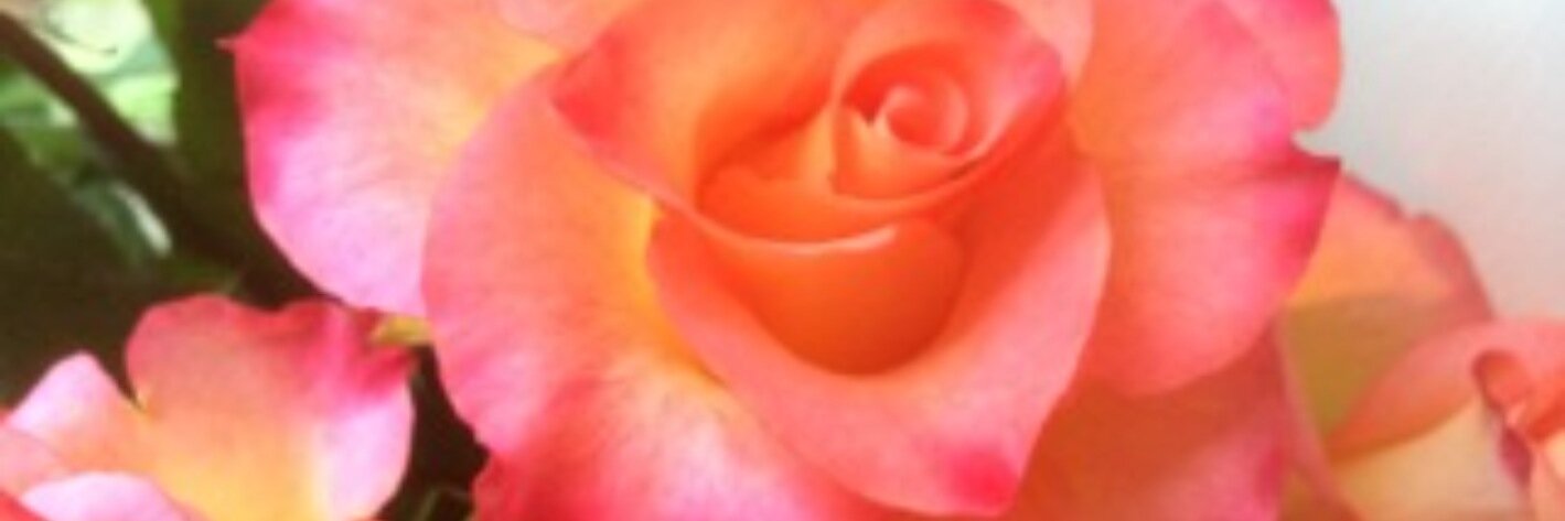 GreenFlyFlowers's profile banner image