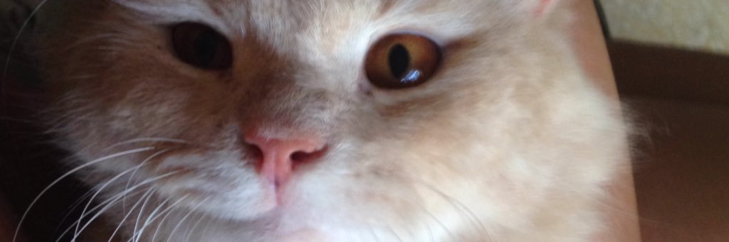 landomeyer's profile banner image