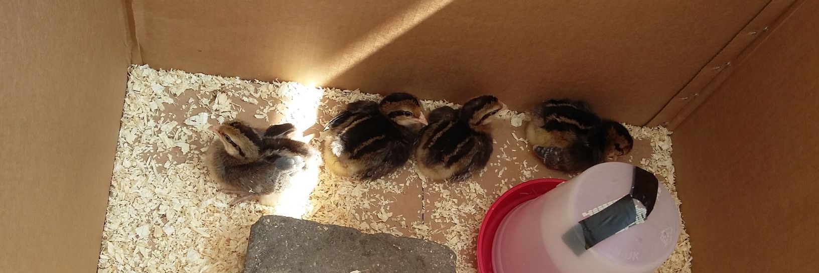 bruntonchicks's profile banner image