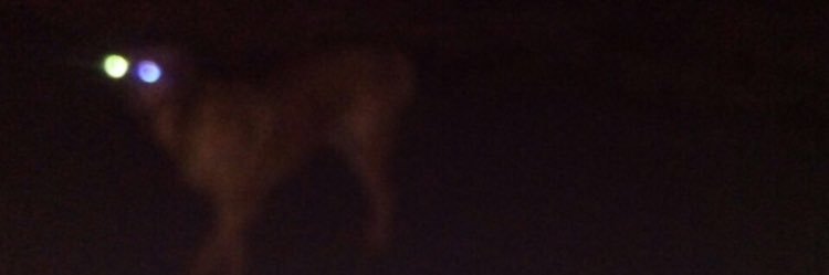 lachyboxall's profile banner image
