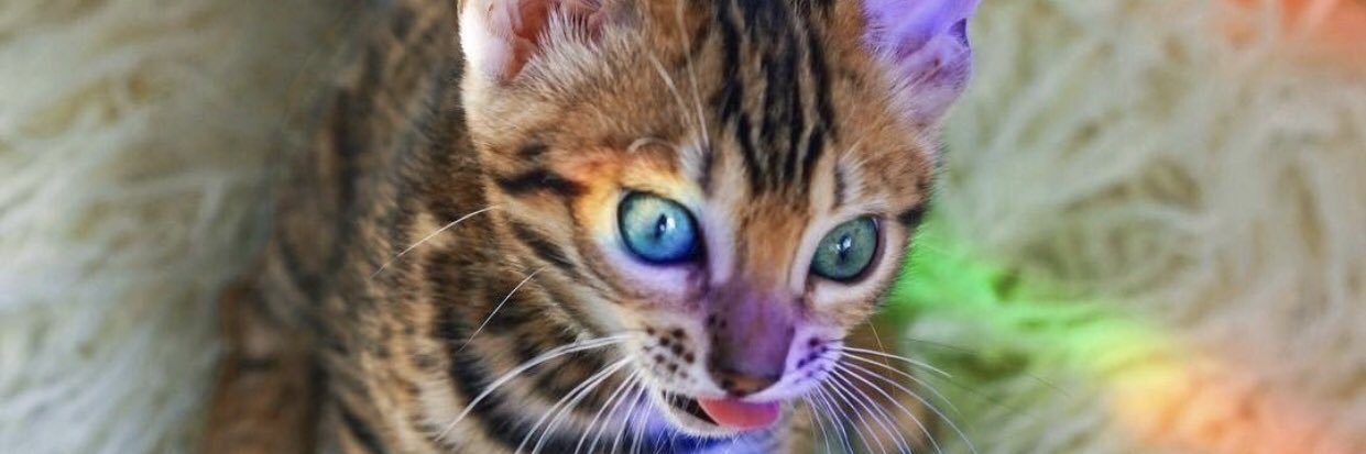 kylehavoc's profile banner image