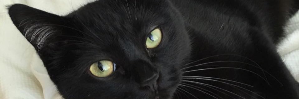 trickortrix's profile banner image