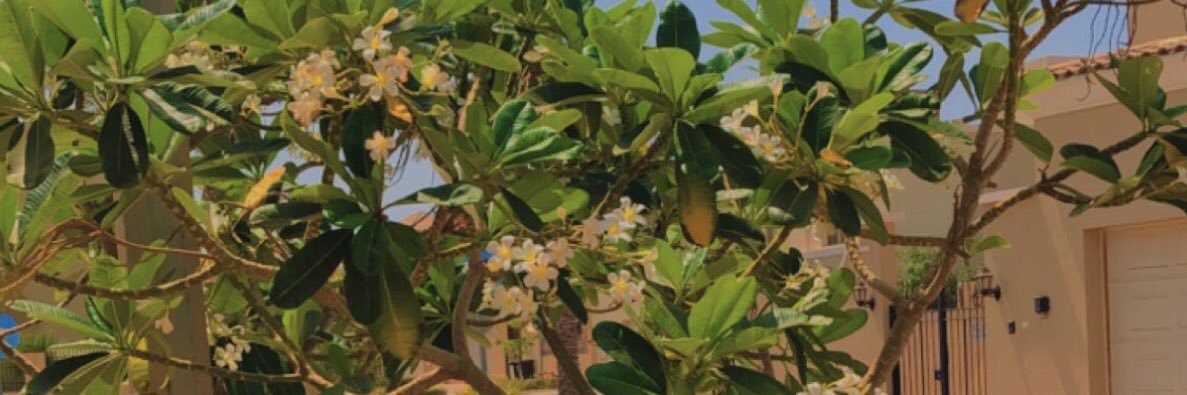 HossonH's profile banner image