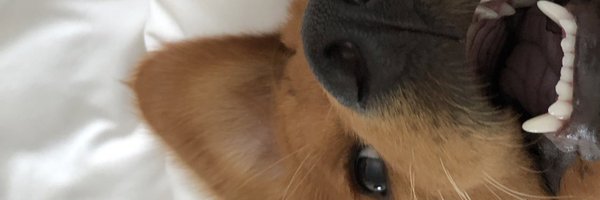 T_Wills1 Profile Banner