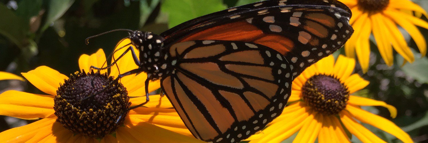 Jen Lauermann banner