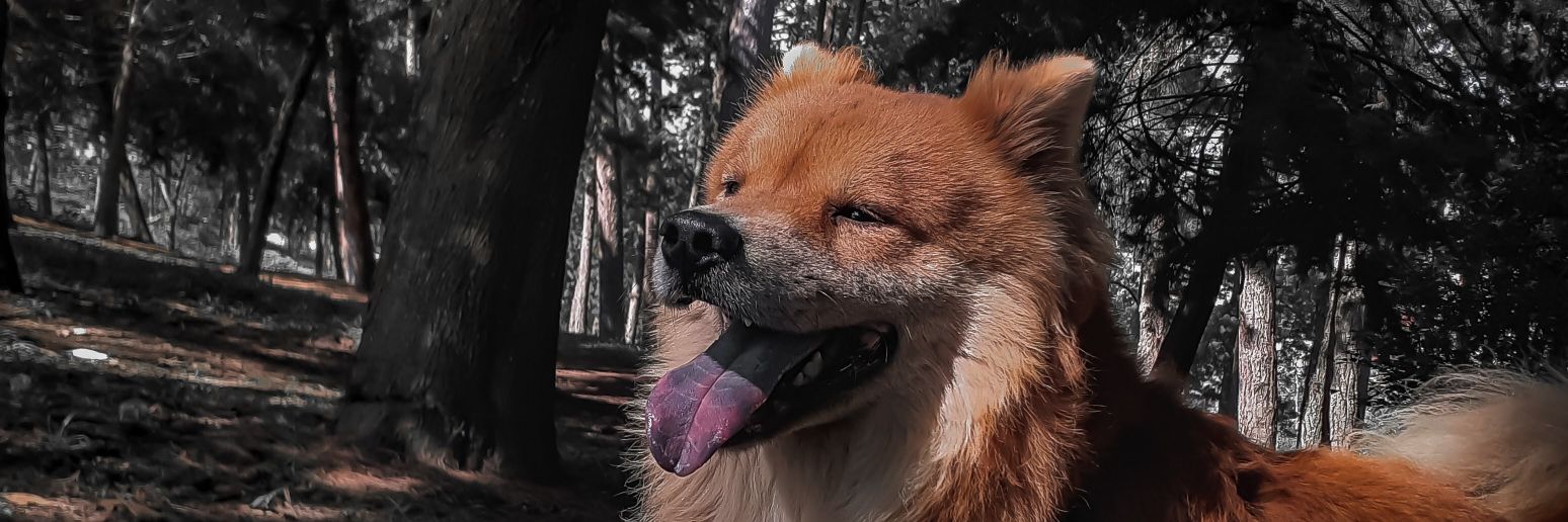 OXOM_OBryan's profile banner image