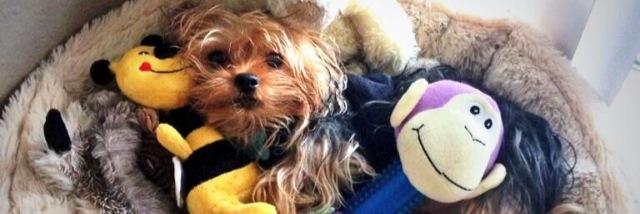 lexi_evans24's profile banner image